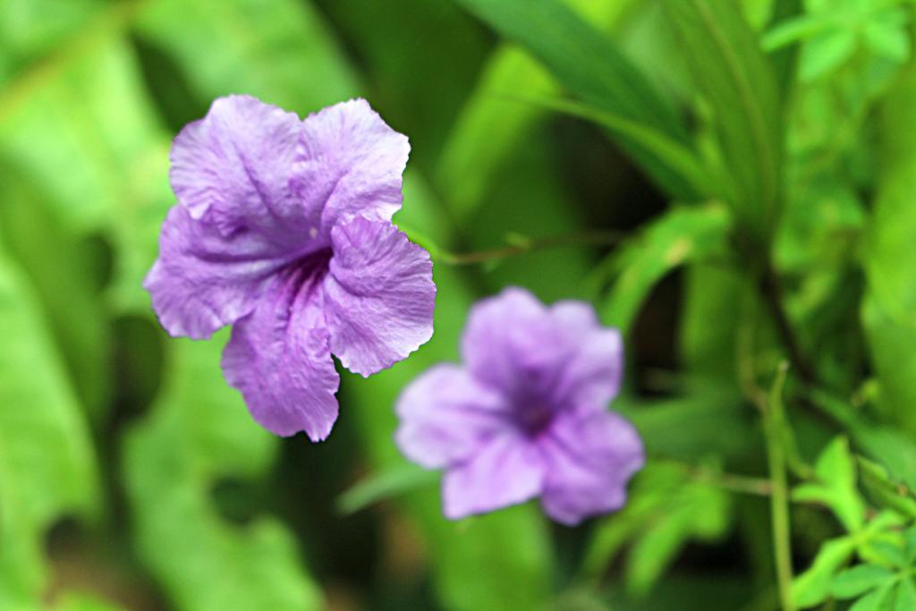 Garden Guesthouse Kampong Chhnang Zewnętrze zdjęcie