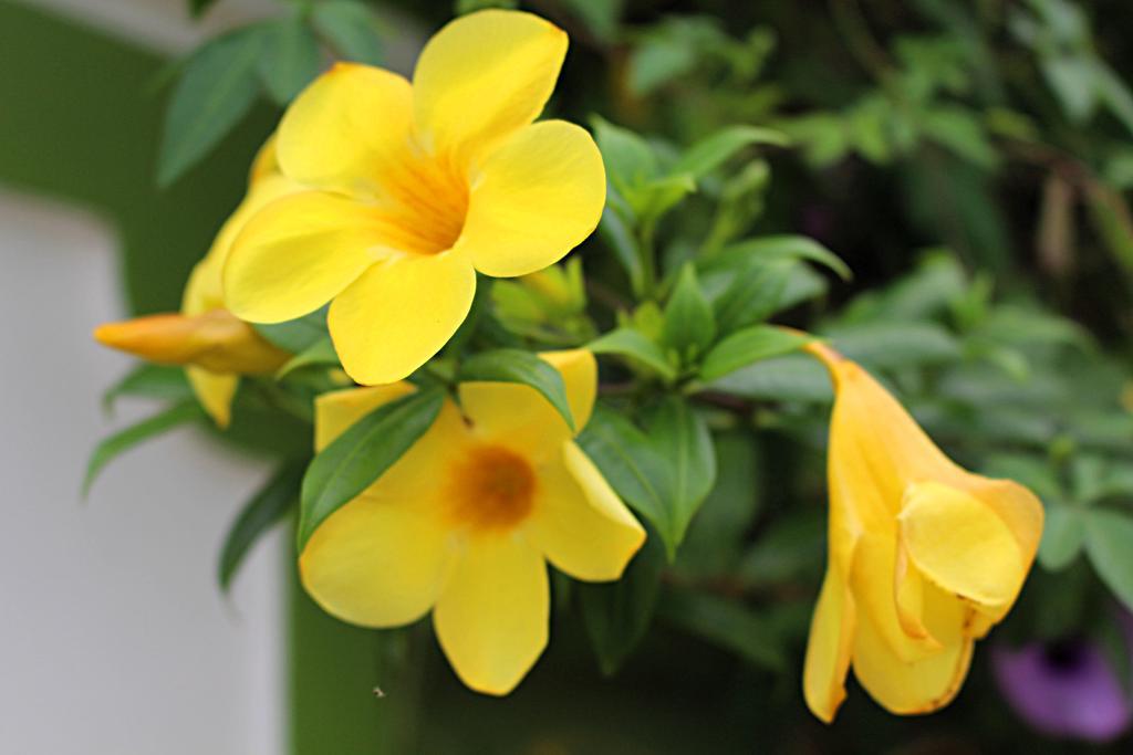 Garden Guesthouse Kampong Chhnang Zewnętrze zdjęcie